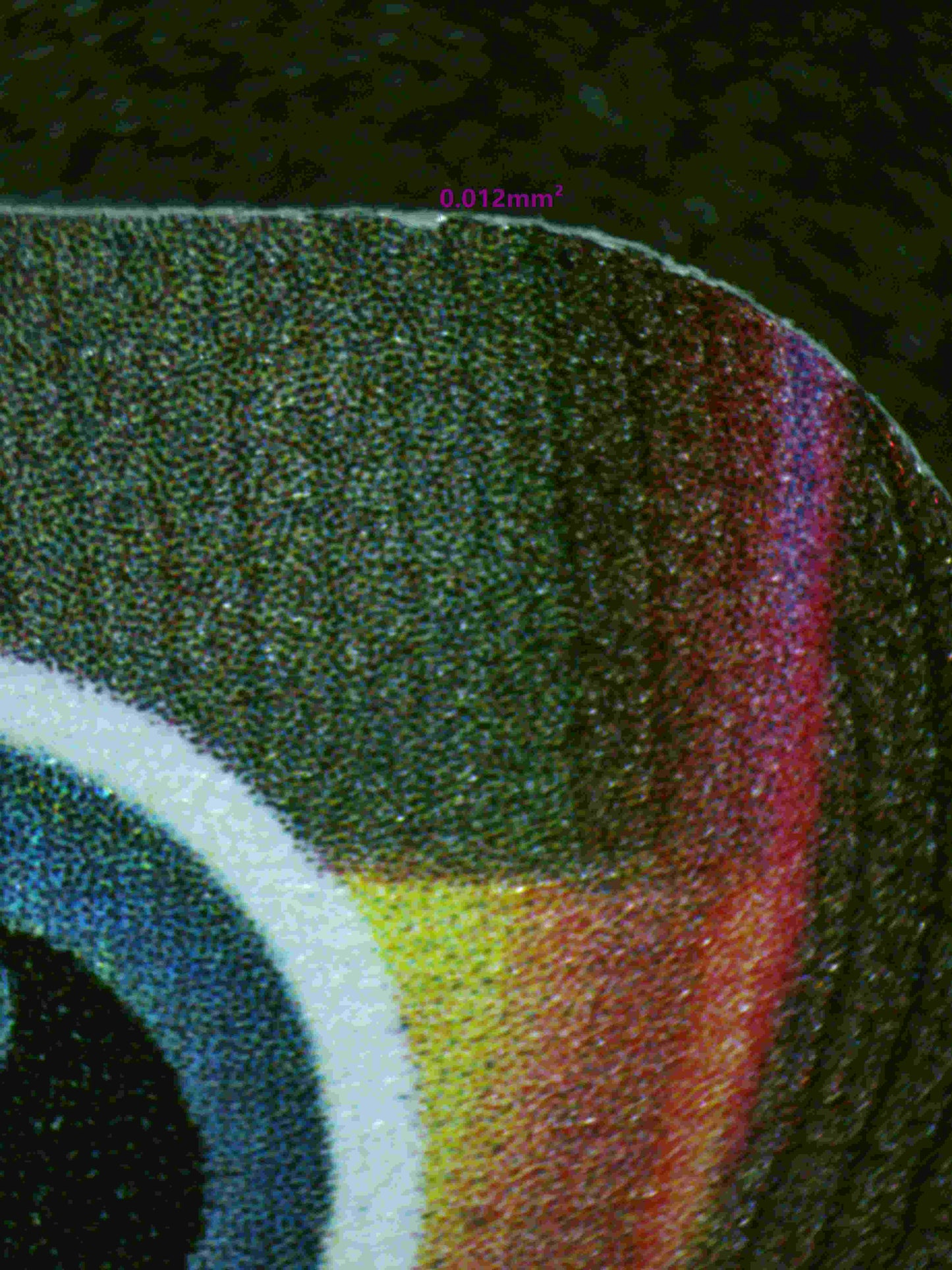 00209 UMBREON VMAX Grading Card