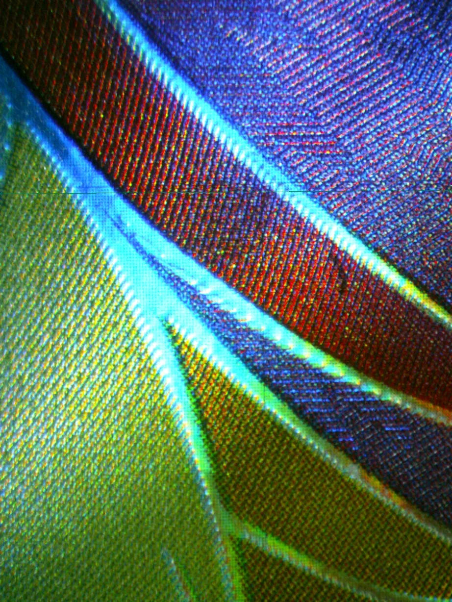 00441 PIDGEOT V (JAPANESE) Grading Card