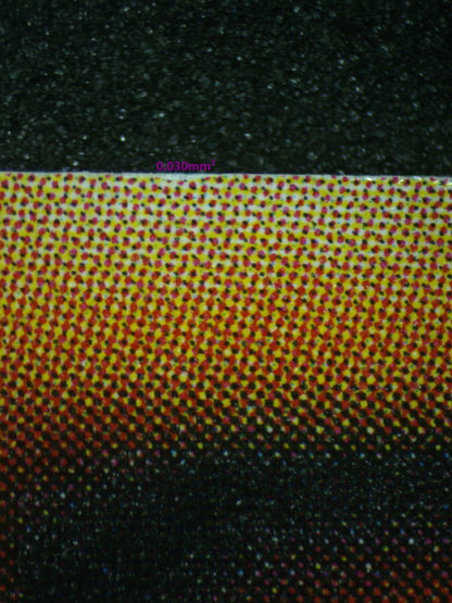 03477 EXOSISTERS MAGNIFICA - ValueUp