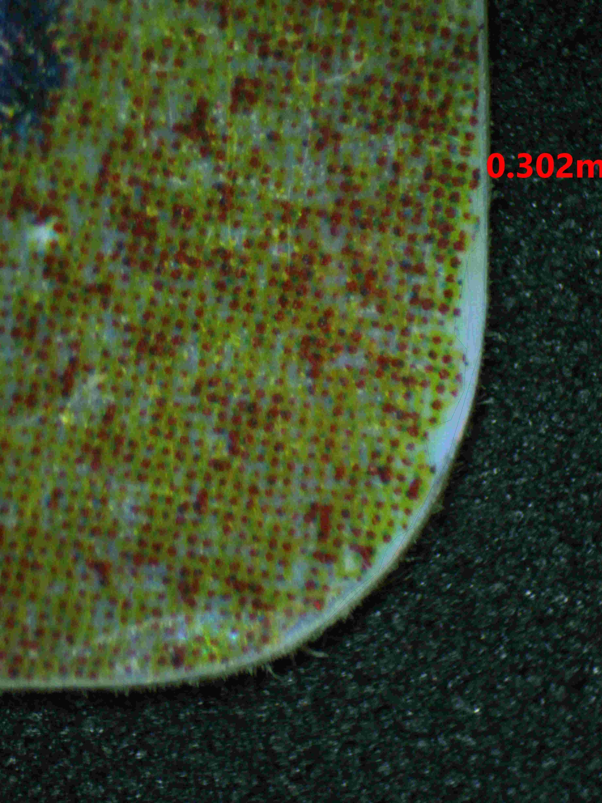 05771 ANCIENT MEW (MOVIE 2000) - ValueUp