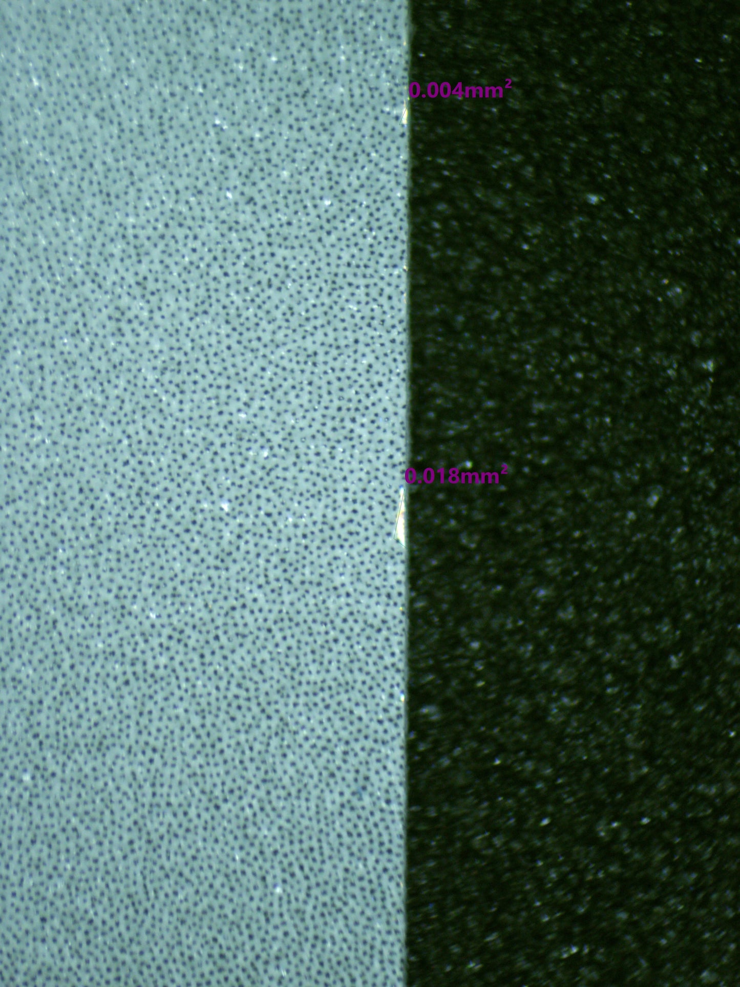 00897 WARTORTLE Grading Card