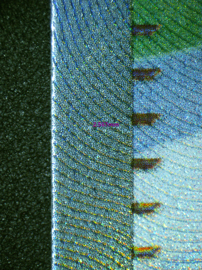 00980 NEMONA Grading Card