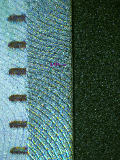 00980 NEMONA Grading Card