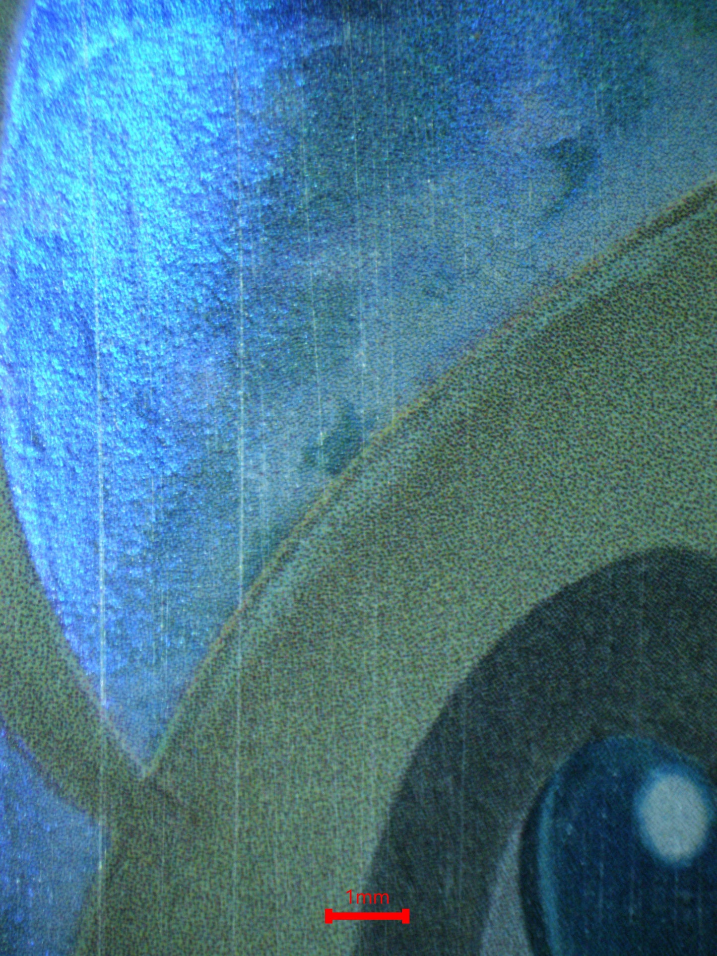 02801 CELEBI Grading Card
