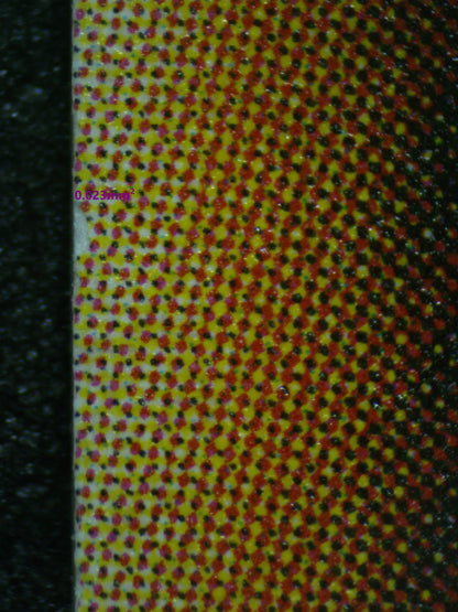 03066 BARONNE DE FLEUR Grading Card