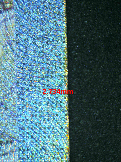 06443 ALAKAZAM EX Grading Card