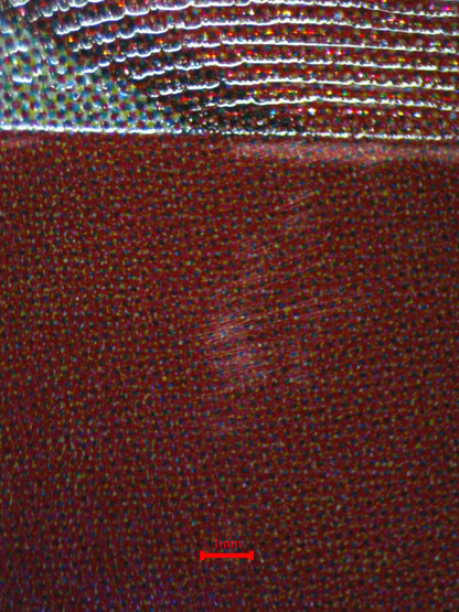 06675 OTAMA Grading Card