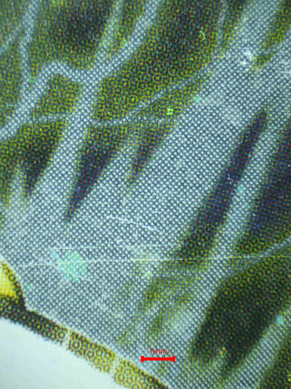 06872 DARK AMPHAROS Grading Card