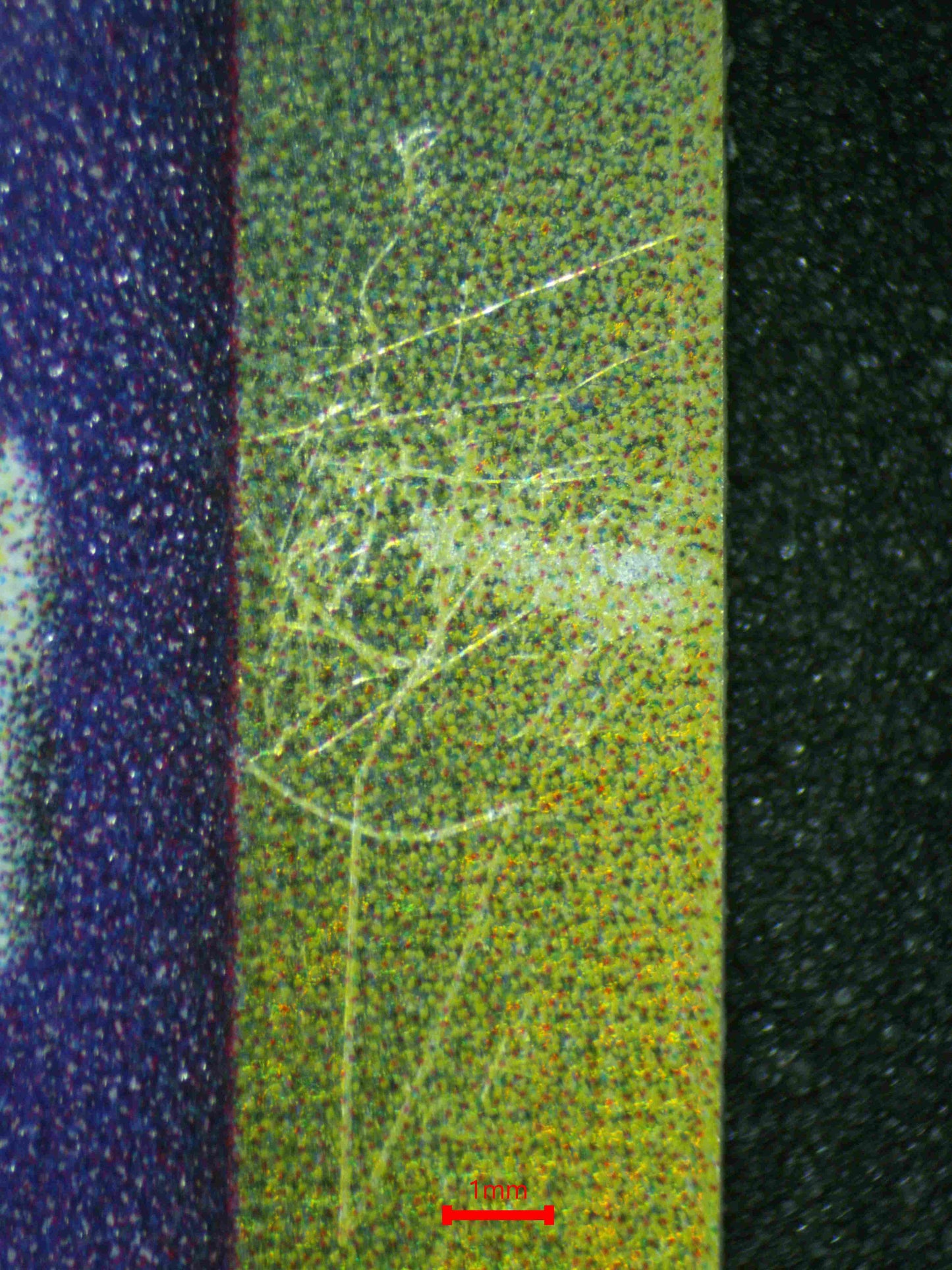 06876 TYPHLOSION (DELTA SPECIES) Grading Card