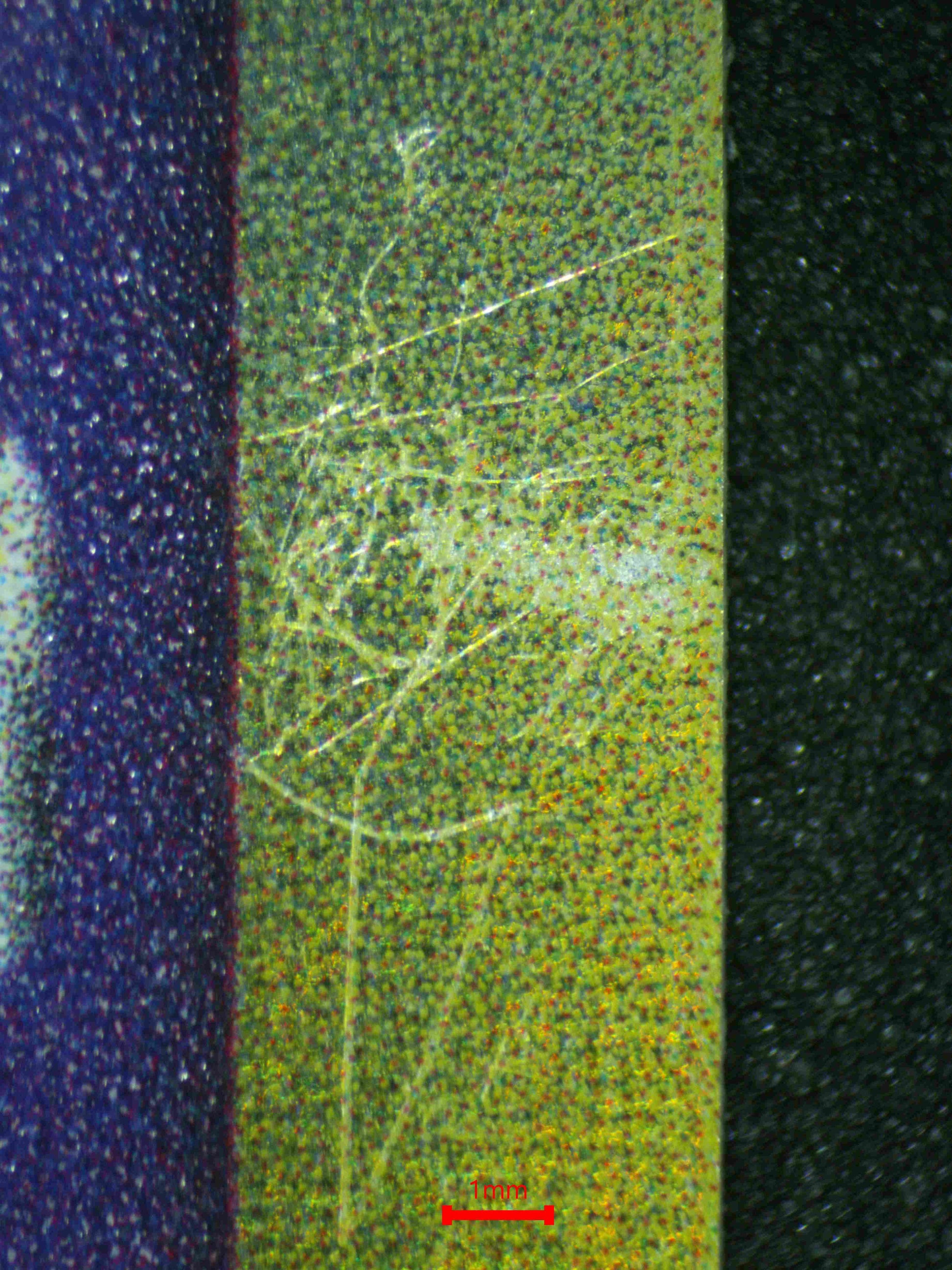 06876 TYPHLOSION (DELTA SPECIES) Grading Card