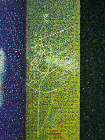 06876 TYPHLOSION (DELTA SPECIES) Grading Card