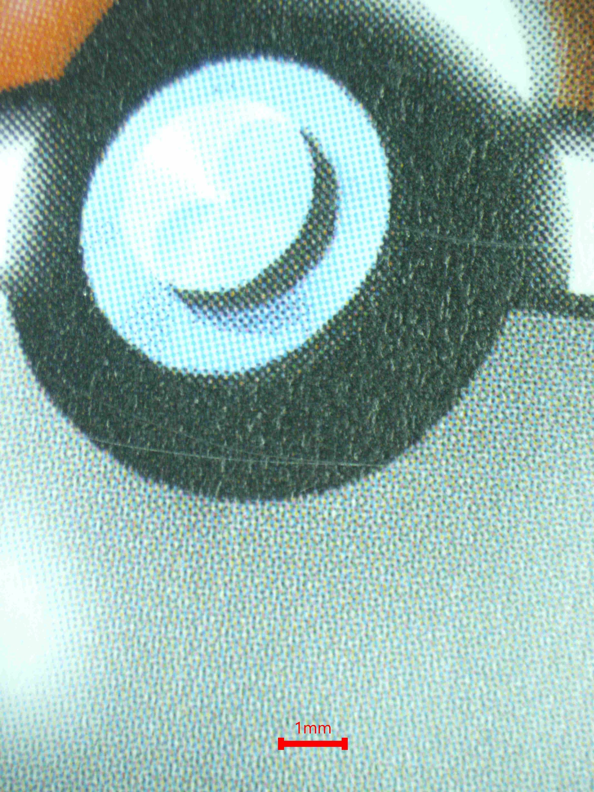 08105 SEISMITOAD Grading Card