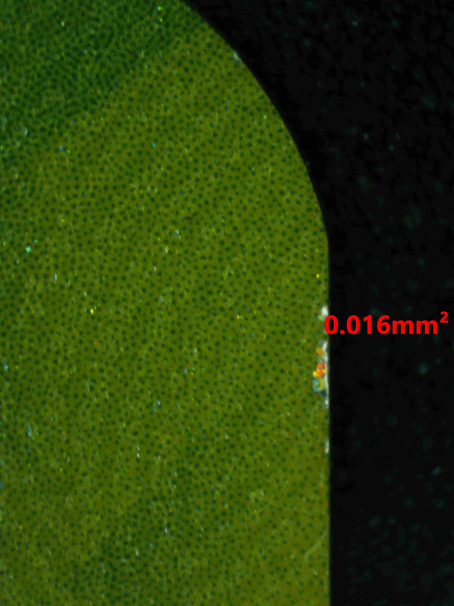 08145 SYLVEON EX Grading Card