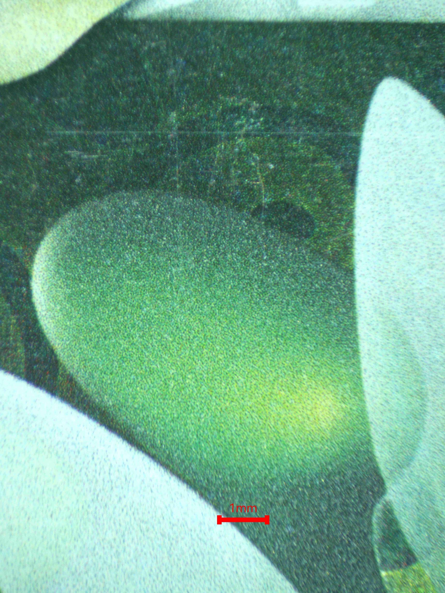 12180 CELEBI / PRIME