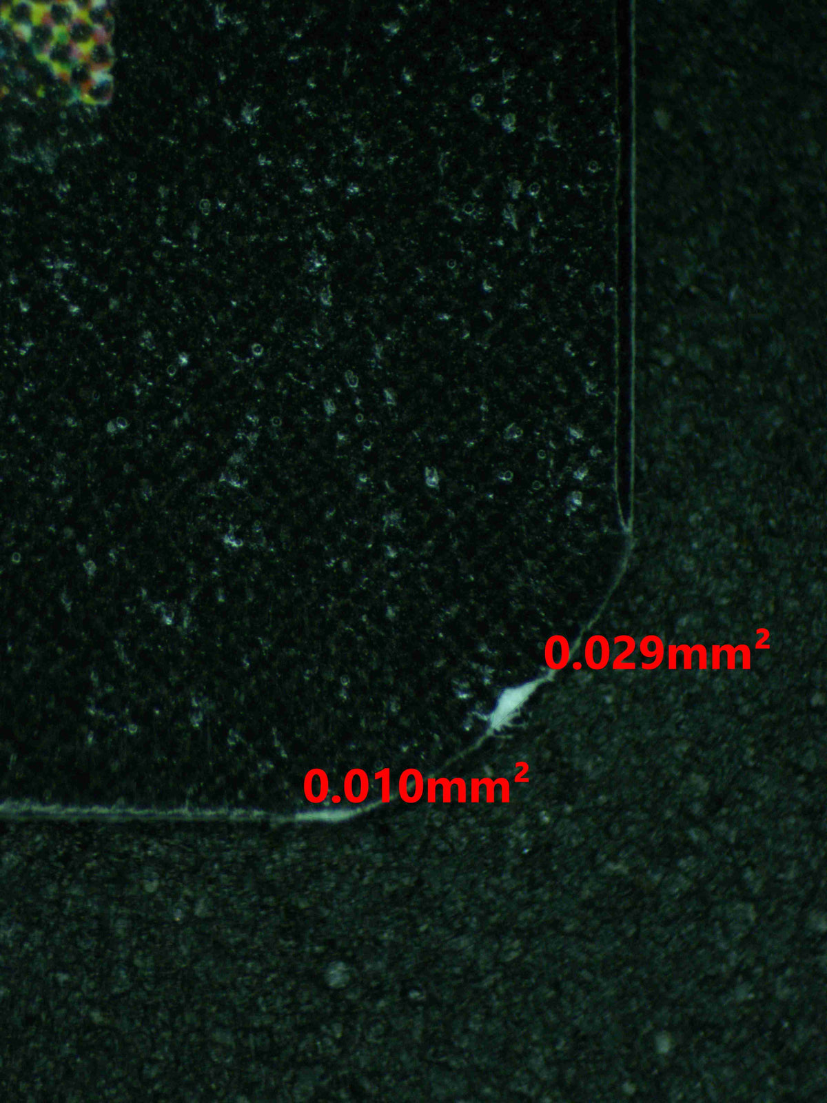 12269 PLANKTON, TINY TYRANT